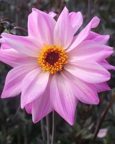 DAHLIA BISHOP OF LEICESTER 10 kusov